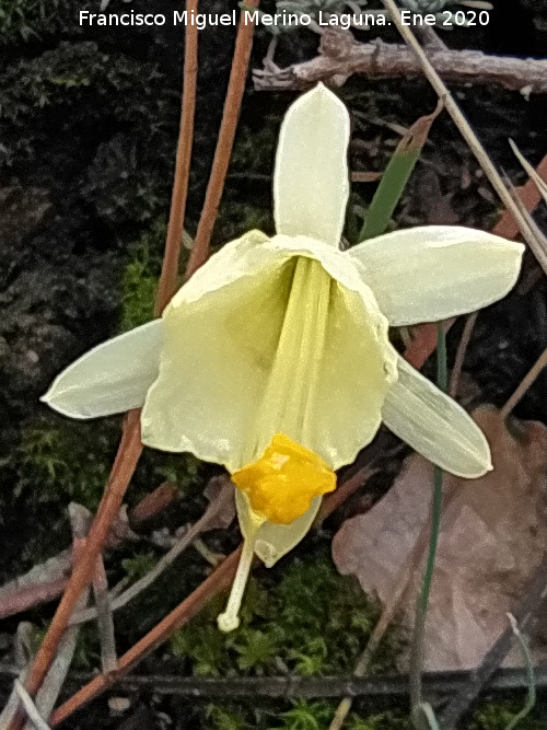 Narciso Monta�oso - Narciso Monta�oso. Empalme del Valle - Cazorla