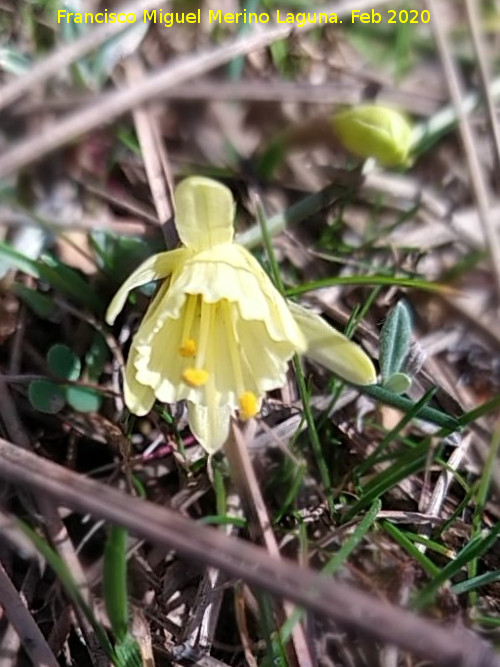 Narciso Monta�oso - Narciso Monta�oso. Nava Alta del Barranco de la Ca�ada de las Fuentes - Quesada