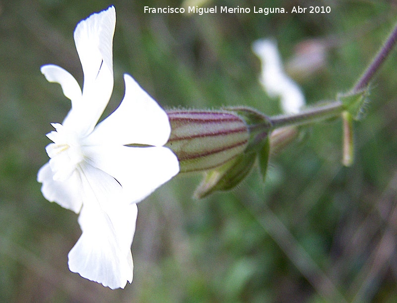 Colleja blanca - Colleja blanca. Cerro Veleta - Jan