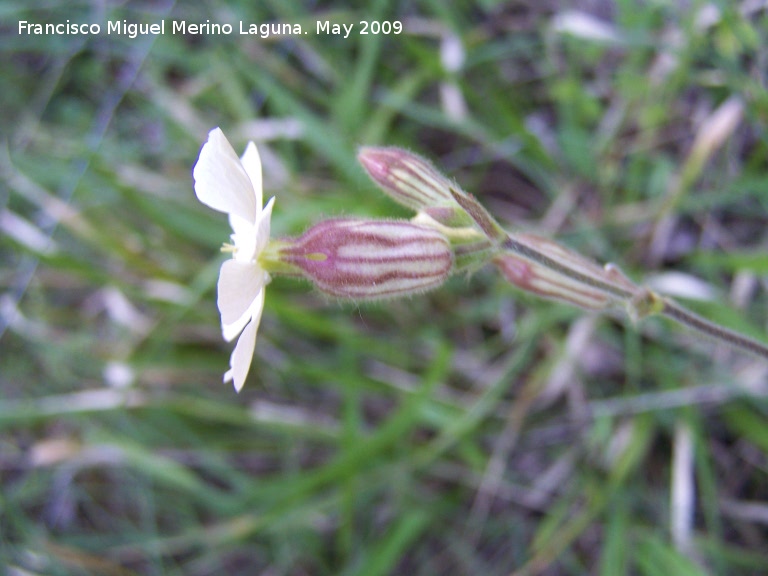 Colleja blanca - Colleja blanca. Pitillos. Valdepeas