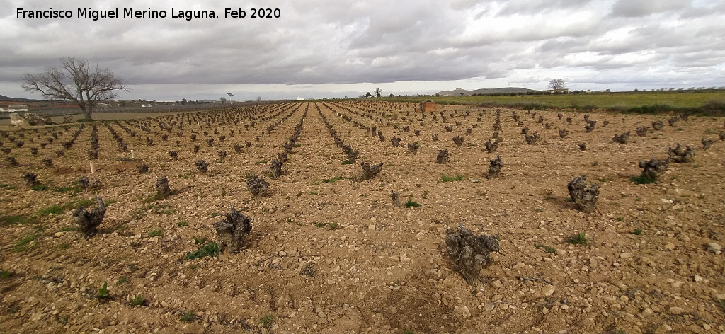 Vi�edos de la Vega de la Magdalena - Vi�edos de la Vega de la Magdalena. 