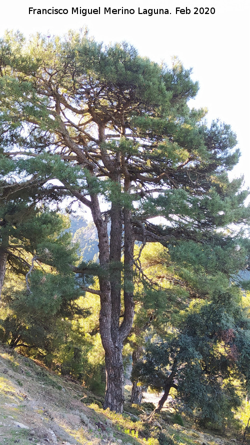 Pino de la Loma del Leganillo - Pino de la Loma del Leganillo. 