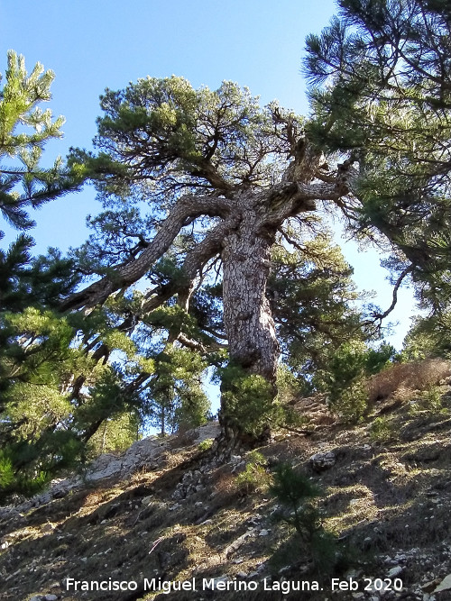 Pino del Tajo - Pino del Tajo. 