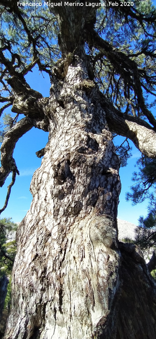 Pino del Tajo - Pino del Tajo. Tronco