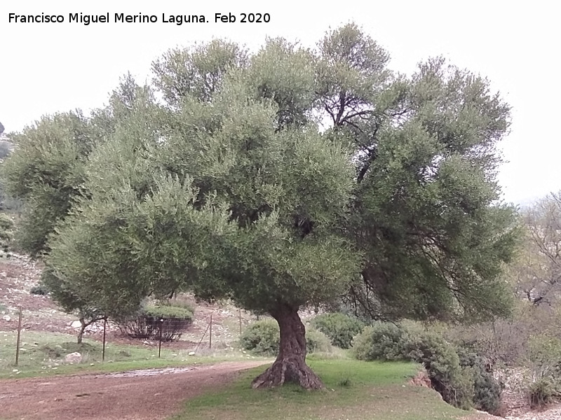 Acebuche de la Caldera - Acebuche de la Caldera. 