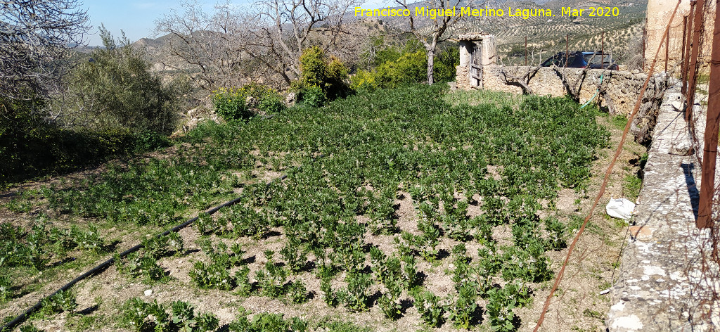 Huerta del Cortijo de la Huerta - Huerta del Cortijo de la Huerta. 