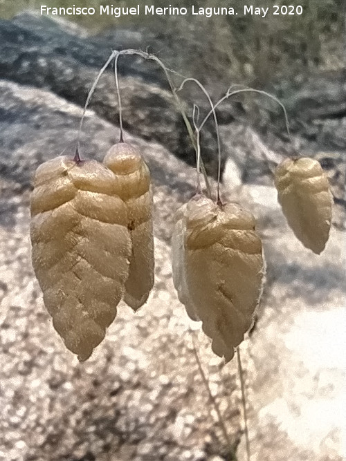 L�grimas de la Virgen - L�grimas de la Virgen. Pantano del Encinarejo - And�jar