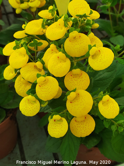 Zapatitos de Venus - Zapatitos de Venus. Ja�n