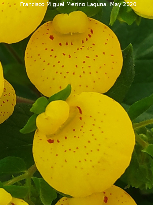 Zapatitos de Venus - Zapatitos de Venus. Flores. Ja�n
