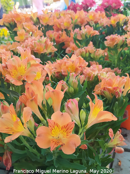 Lirio de Per� - Lirio de Per�. Ja�n