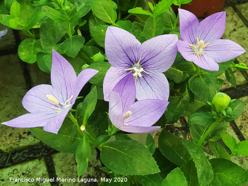 Campanilla china - Campanilla china. Ja�n