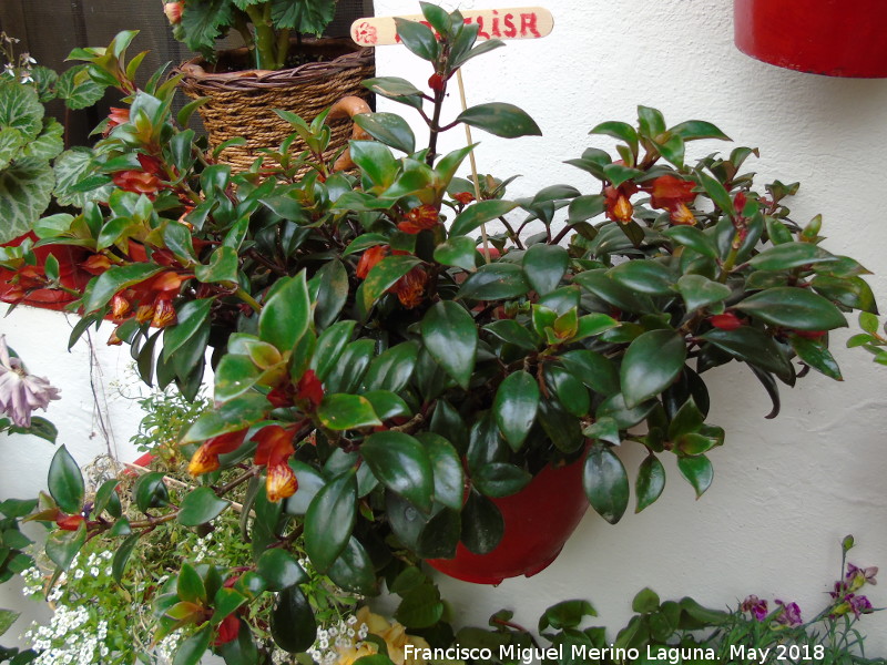 Planta del Pez Dorado - Planta del Pez Dorado. Patio de C�rdoba