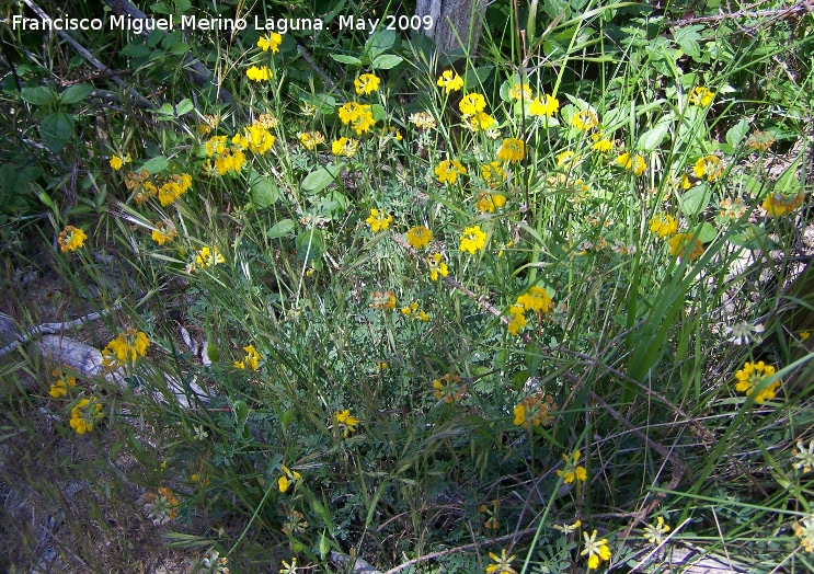 Coronilla de Rey - Coronilla de Rey. Pitillos. Valdepeas