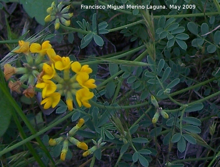 Coronilla de Rey - Coronilla de Rey. Pitillos. Valdepeas