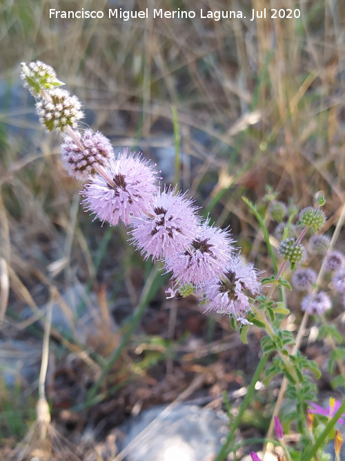 Menta Poleo - Menta Poleo. Benaocaz