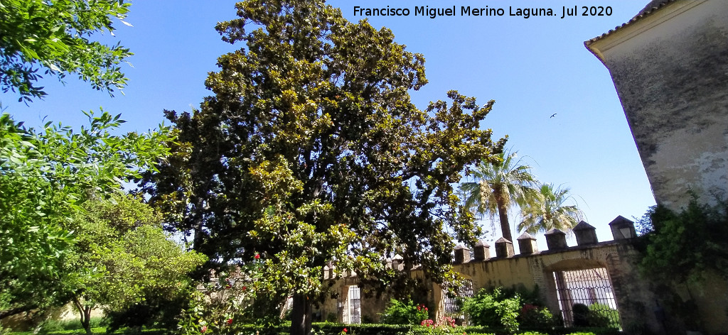 Castillo Palacio de los Ribera - Castillo Palacio de los Ribera. Magnolio de Bornos en el Jard�n Bajo