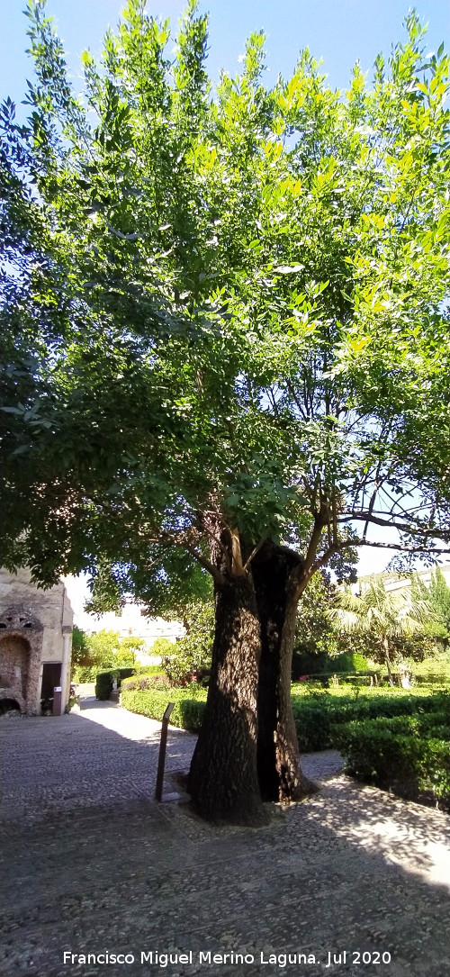 Fresno de Bornos - Fresno de Bornos. 