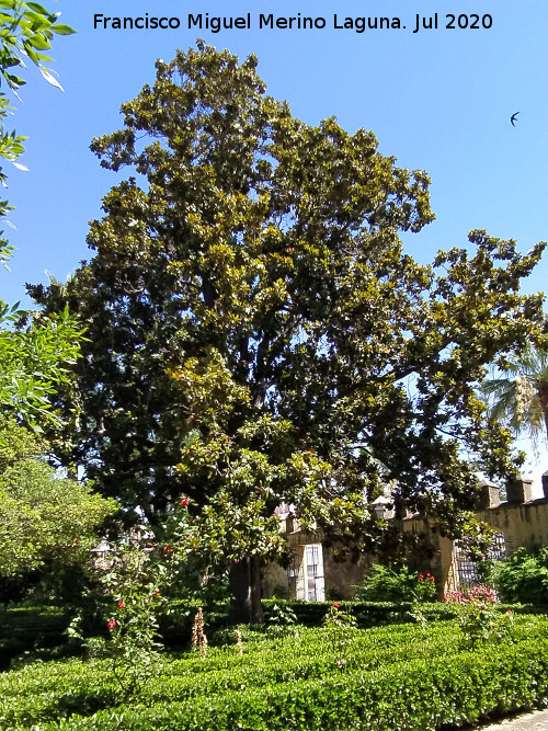 Magnolio de Bornos - Magnolio de Bornos. 