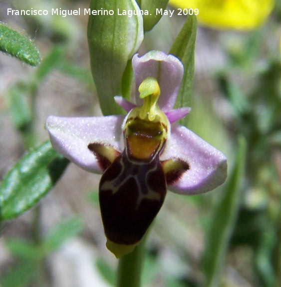 Orqudea araa - Orqudea araa. Pitillos. Valdepeas