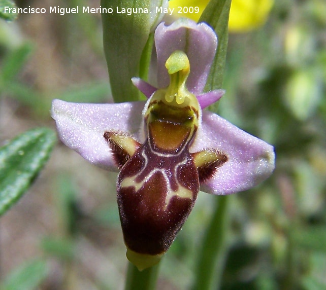 Orqudea araa - Orqudea araa. Pitillos. Valdepeas