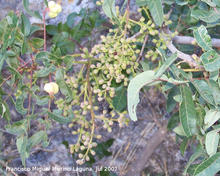 Cornicabra - Cornicabra. Segura