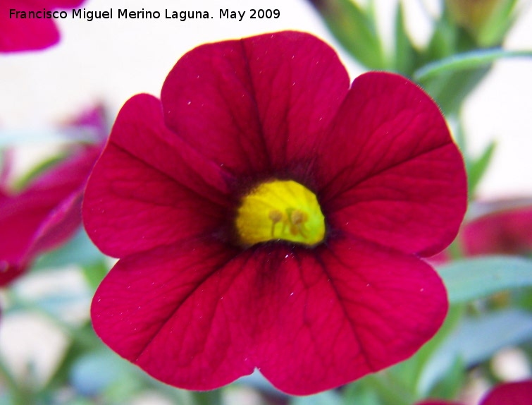 Petunia surfina - Petunia surfina. Los Villares