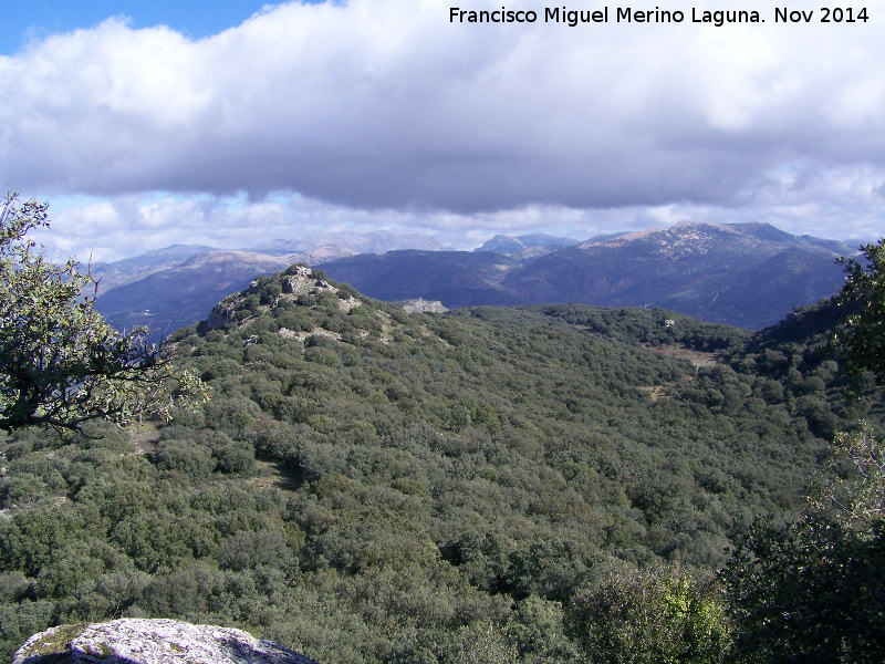 La Camua - La Camua. Bosque mediterrneo