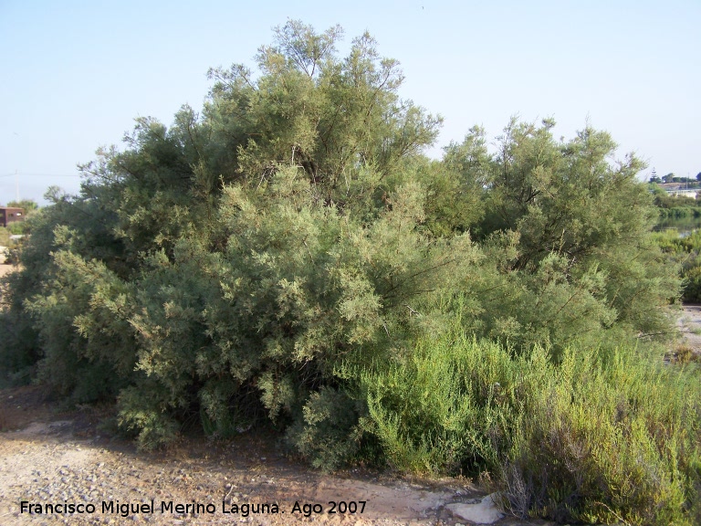 Sabina albar - Sabina albar. Santa Pola