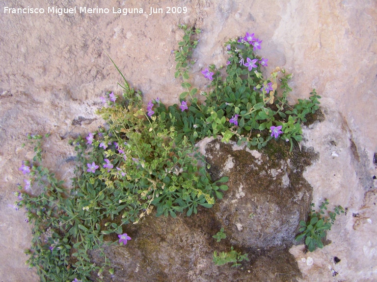 Campanula de roca - Campanula de roca. Los Caones Jan