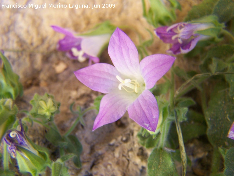 Campanula de roca - Campanula de roca. Los Caones Jan