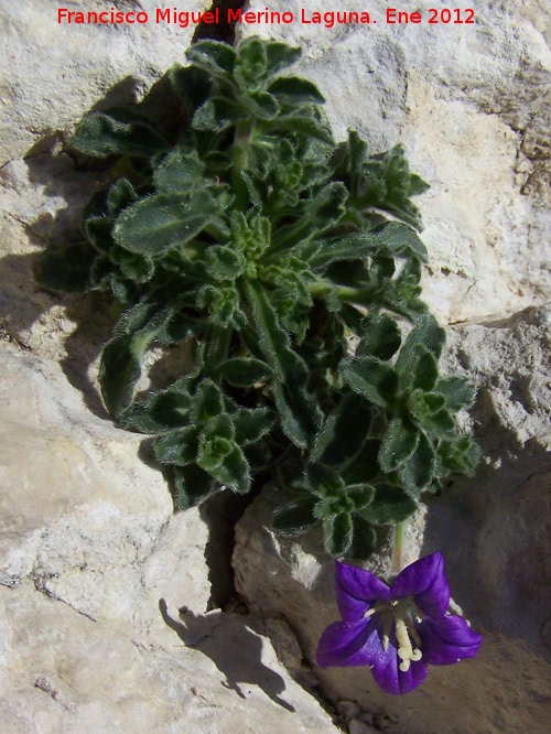 Campanula de roca - Campanula de roca. Contadero - Los Villares