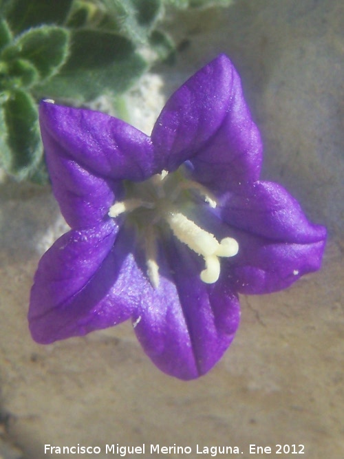 Campanula de roca - Campanula de roca. Contadero - Los Villares