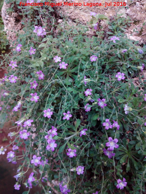 Campanula de roca - Campanula de roca. Can del Ro Tscar - Quesada