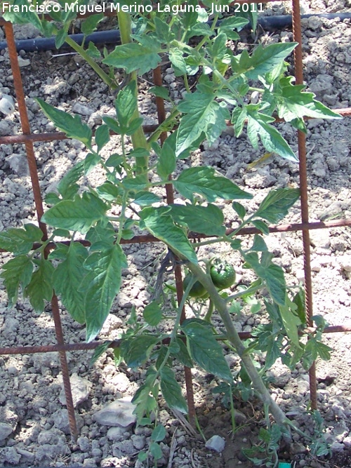 Tomatera - Tomatera. Los Villares