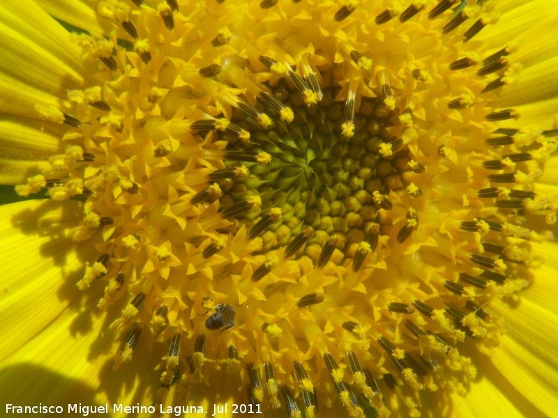 Girasol - Girasol. Los Villares