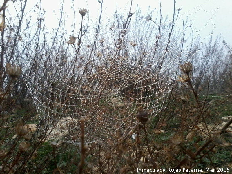 Araa orbitela - Araa orbitela. Orbitela con roco. Cerro del Pino - Los Villares