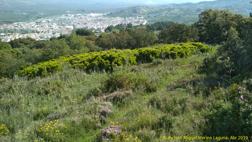 Coscoja - Coscoja. Cerro Miguelico - Torredelcampo