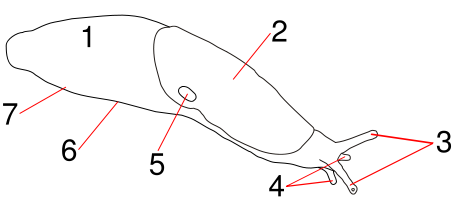 Babosa - Babosa. 1) cola<br>
2) manto<br>
3) tentculos pticos<br>
4) tentculos sensoriales<br>
5) neumostoma<br>
6) pi<br>
7) quilla<br>