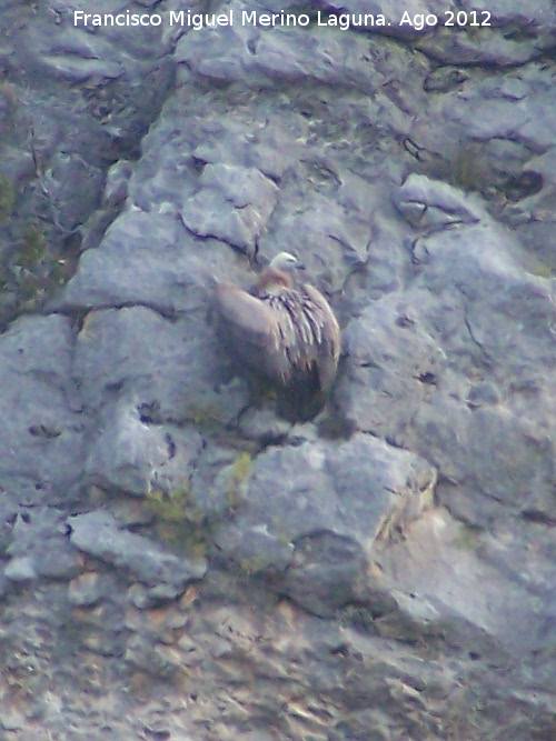 Pjaro Buitre leonado - Pjaro Buitre leonado. Pantano de La Vieja. Santiago Pontones