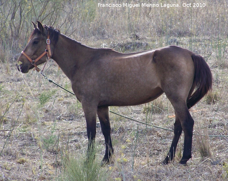 Caballo - Caballo. Alcaudete