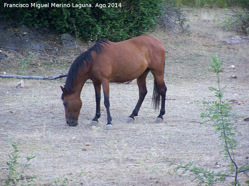 Caballo - Caballo. La Fresnesdilla - Villacarrillo