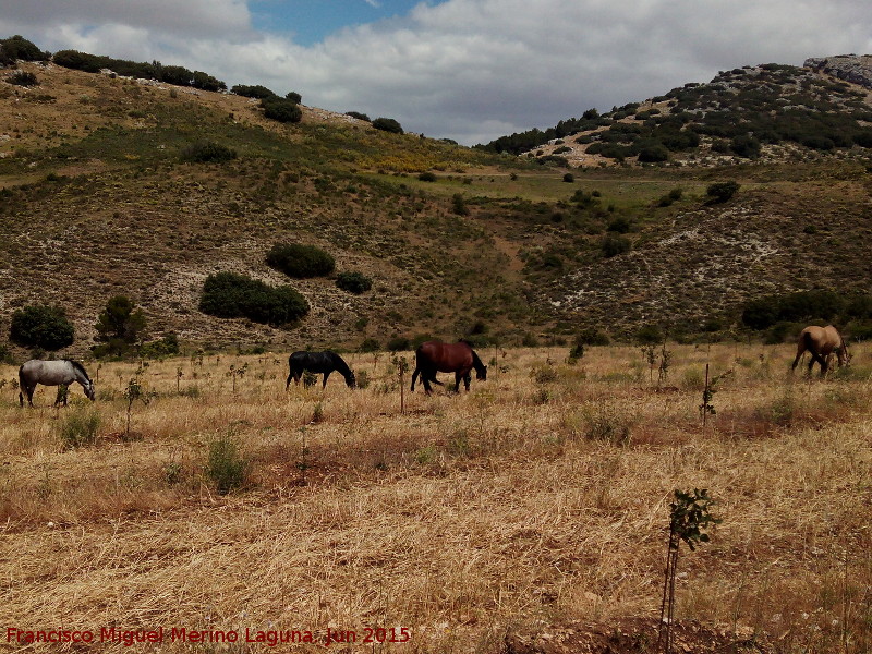 Caballo - Caballo. Pilar de los Potros - Torredelcampo