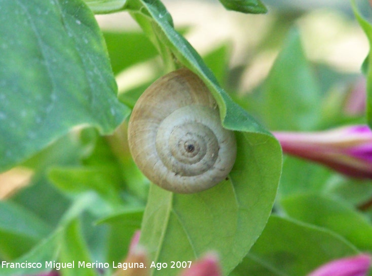 Caracol de dunas - Caracol de dunas. Los Villares