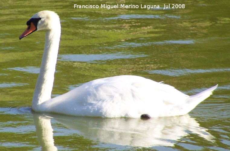 Pjaro Cisne - Pjaro Cisne. Benalmdena