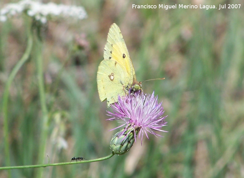 Mariposa Colia - Mariposa Colia. Segura