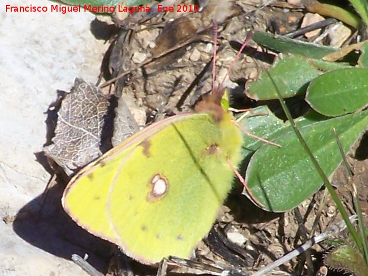 Mariposa Colia - Mariposa Colia. Otiar - Jan