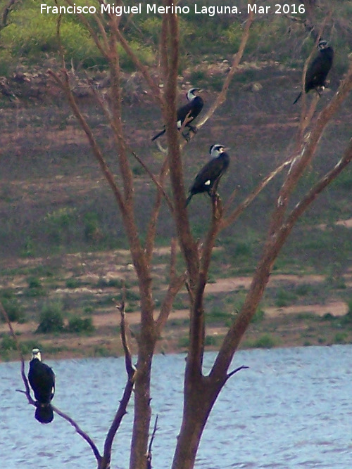 Pjaro Cormorn - Pjaro Cormorn. Pantano de Giribaile - beda