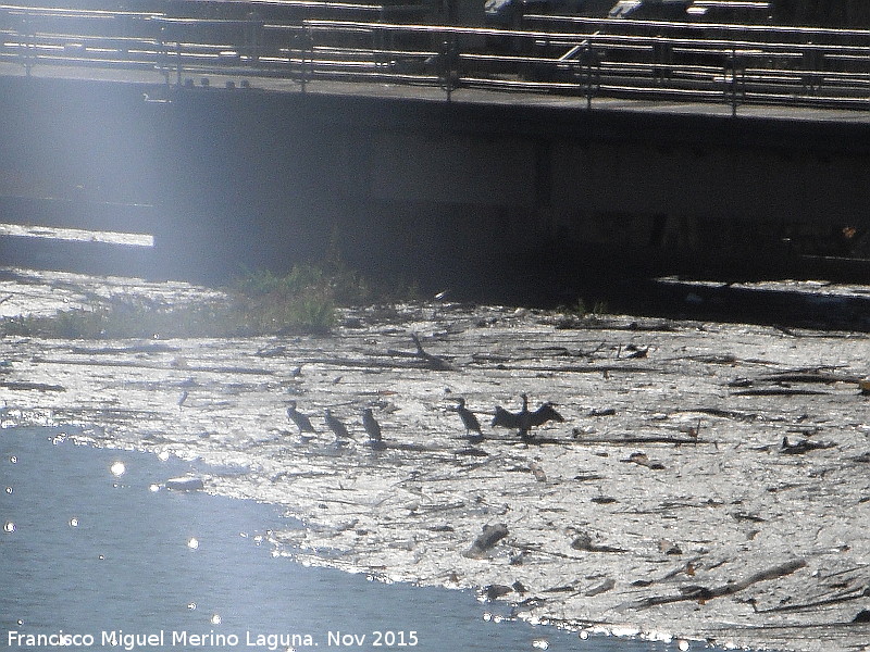 Pjaro Cormorn - Pjaro Cormorn. Cormoranes junto a la presa del Pantano de Marmolejo