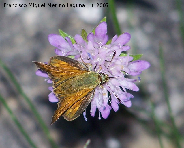 Mariposa dorada de manchas blancas - Mariposa dorada de manchas blancas. Segura