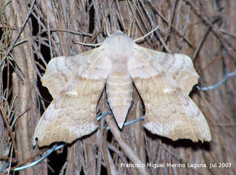 Polilla esfinge del chopo - Polilla esfinge del chopo. Segura